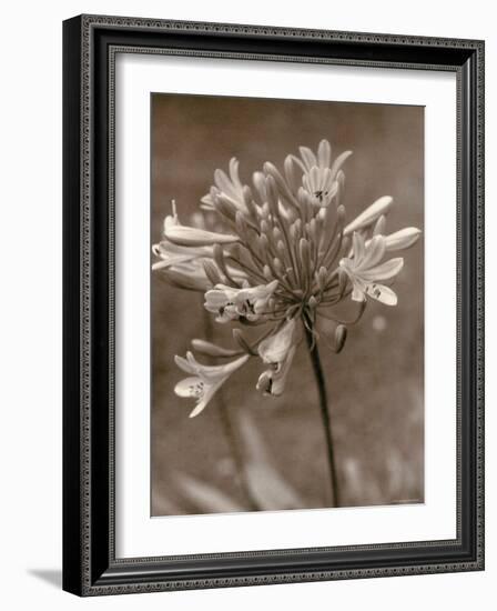 Flower-Monika Brand-Framed Photographic Print