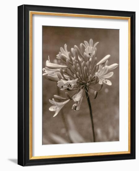 Flower-Monika Brand-Framed Photographic Print