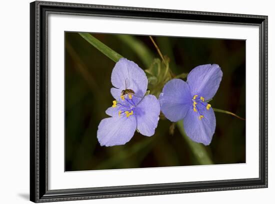 Flower-Gordon Semmens-Framed Photographic Print