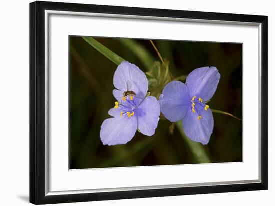 Flower-Gordon Semmens-Framed Photographic Print