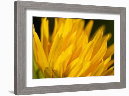 Flower-Gordon Semmens-Framed Photographic Print