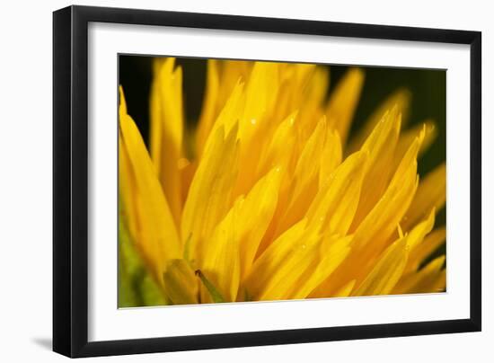 Flower-Gordon Semmens-Framed Photographic Print