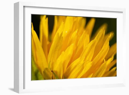 Flower-Gordon Semmens-Framed Photographic Print