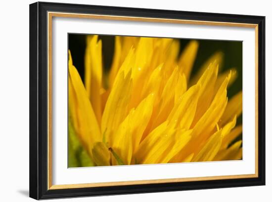 Flower-Gordon Semmens-Framed Photographic Print