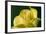 Flower-Gordon Semmens-Framed Photographic Print