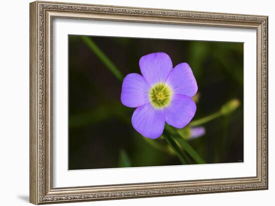 Flower-Gordon Semmens-Framed Photographic Print