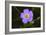 Flower-Gordon Semmens-Framed Photographic Print