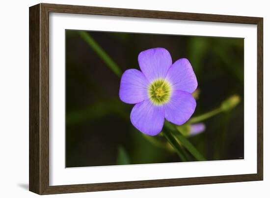 Flower-Gordon Semmens-Framed Photographic Print