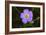 Flower-Gordon Semmens-Framed Photographic Print