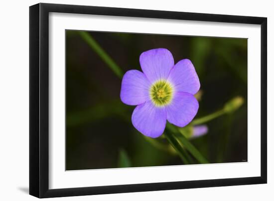 Flower-Gordon Semmens-Framed Photographic Print