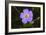 Flower-Gordon Semmens-Framed Photographic Print