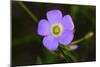 Flower-Gordon Semmens-Mounted Photographic Print