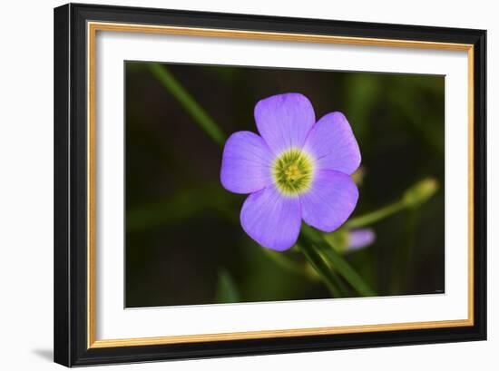 Flower-Gordon Semmens-Framed Photographic Print