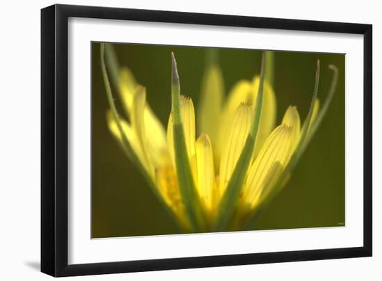 Flower-Gordon Semmens-Framed Photographic Print