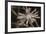 Flower-Gordon Semmens-Framed Photographic Print