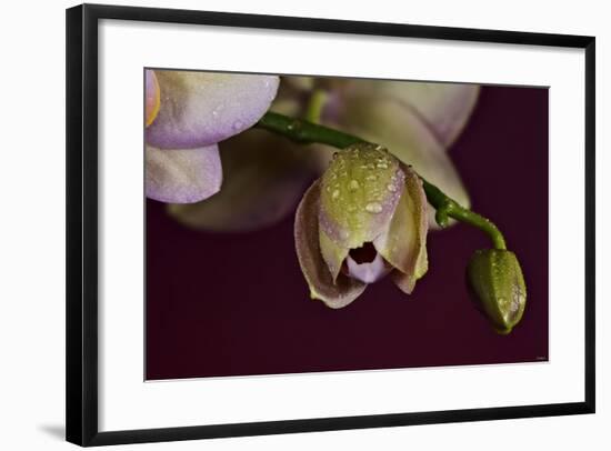 Flower-Gordon Semmens-Framed Photographic Print