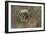 Flower-Gordon Semmens-Framed Photographic Print