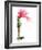 Flower-José Luis Villar-Framed Photographic Print