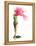 Flower-José Luis Villar-Framed Premier Image Canvas