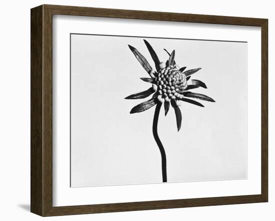 Flower-Panoramic Images-Framed Photographic Print