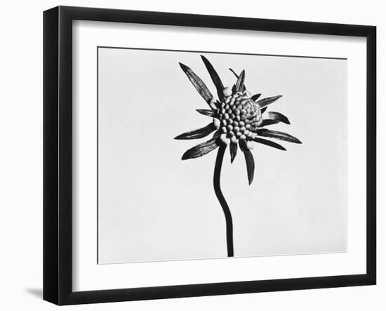 Flower-Panoramic Images-Framed Photographic Print