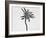 Flower-Panoramic Images-Framed Photographic Print