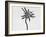 Flower-Panoramic Images-Framed Photographic Print