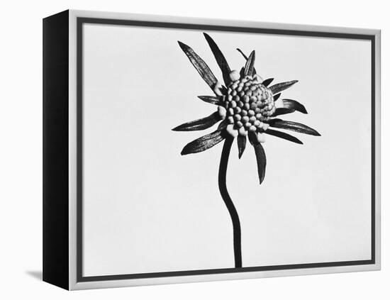 Flower-Panoramic Images-Framed Premier Image Canvas