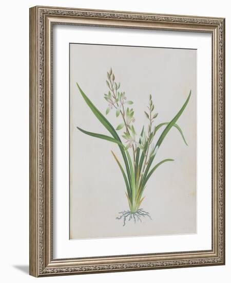 Flower-null-Framed Giclee Print