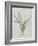 Flower-null-Framed Giclee Print