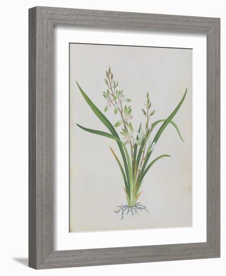 Flower-null-Framed Giclee Print