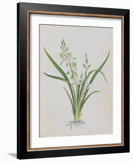 Flower-null-Framed Giclee Print