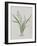 Flower-null-Framed Giclee Print