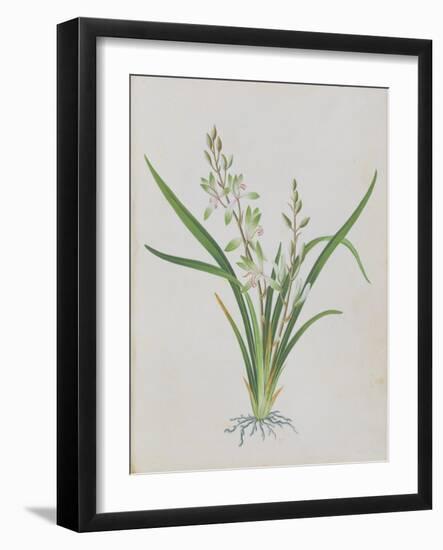 Flower-null-Framed Giclee Print