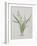 Flower-null-Framed Giclee Print