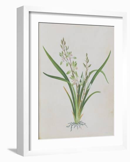 Flower-null-Framed Giclee Print
