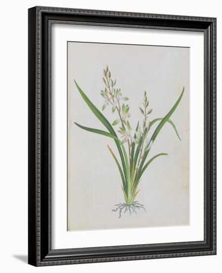 Flower-null-Framed Giclee Print