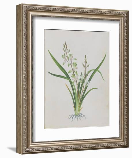 Flower--Framed Giclee Print