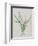 Flower-null-Framed Giclee Print