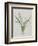 Flower-null-Framed Giclee Print