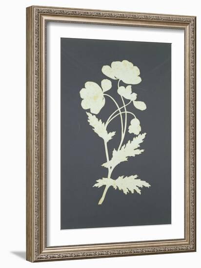 Flower-Philipp Otto Runge-Framed Giclee Print