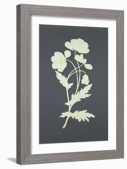 Flower-Philipp Otto Runge-Framed Giclee Print