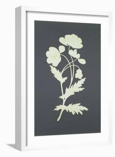 Flower-Philipp Otto Runge-Framed Giclee Print