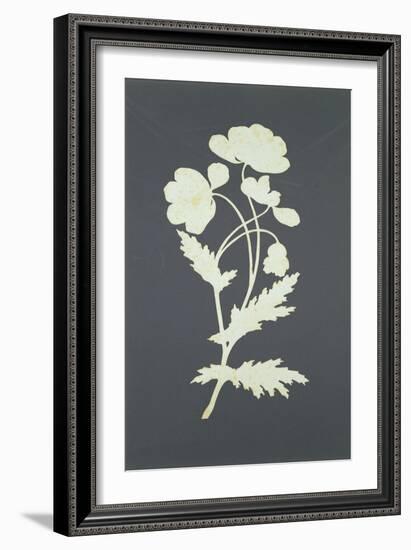 Flower-Philipp Otto Runge-Framed Giclee Print