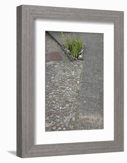 Flowerbed in the concrete-Gianna Schade-Framed Photographic Print