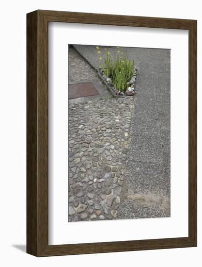 Flowerbed in the concrete-Gianna Schade-Framed Photographic Print