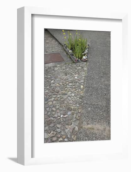 Flowerbed in the concrete-Gianna Schade-Framed Photographic Print