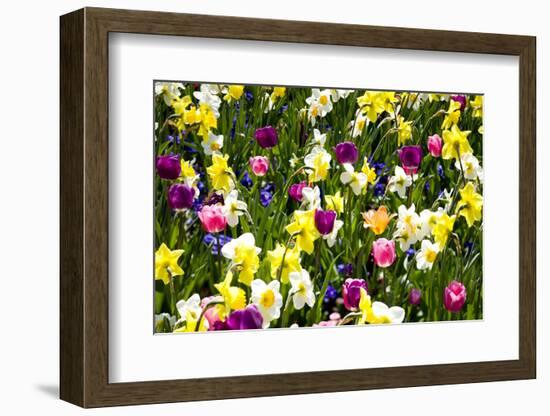 Flowerbed with Spring Flowers-Brigitte Protzel-Framed Photographic Print