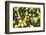 Flowerbed with Spring Flowers-Brigitte Protzel-Framed Photographic Print