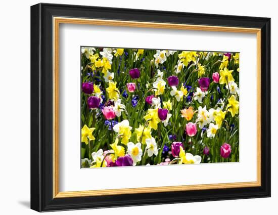 Flowerbed with Spring Flowers-Brigitte Protzel-Framed Photographic Print